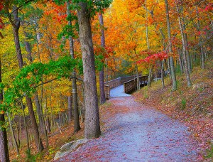 A hiking trail in Red Top Mountain State Park in autumn.