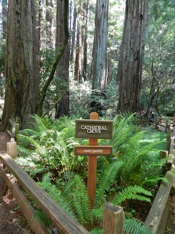 cathedral grove