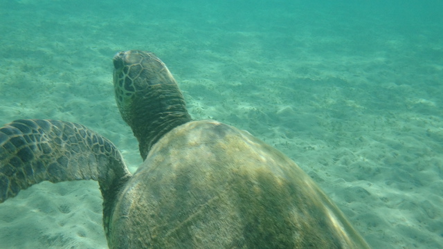 best-snorkeling-kauai