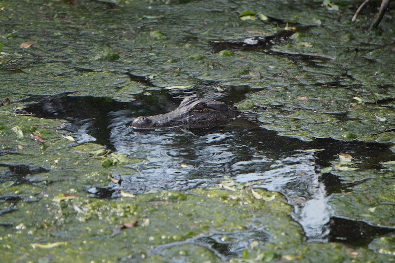 alligator-grosse-savanne