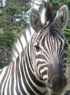 Up close and personal with a zebra, courtesy of Olympic Game Farm