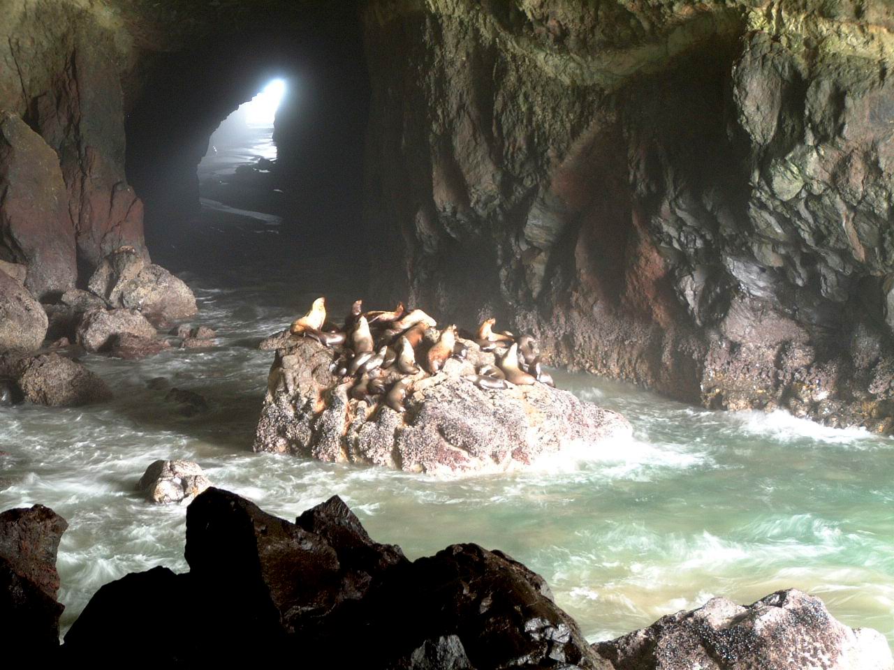Oregon Sea Lion Caves - Pitstops for Kids