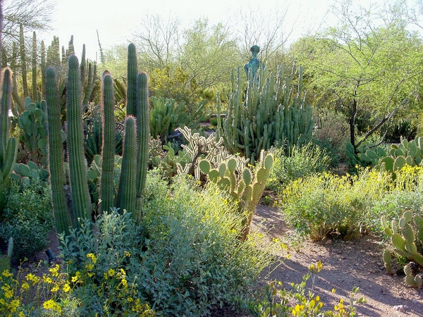 desert botanical