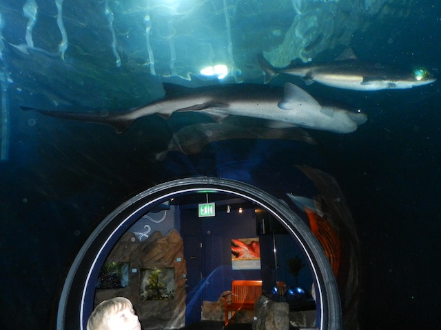 shark tunnel aquarium of the bay