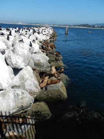 Monterey CA seals