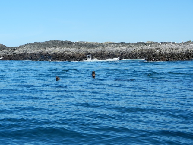 seals viewed with Remote Passages