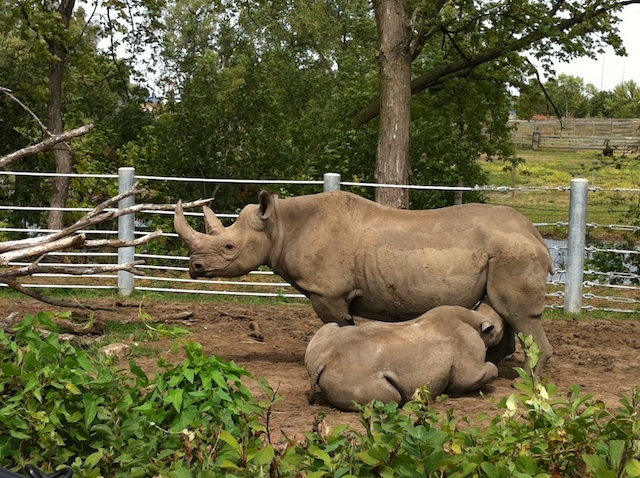 rhino sanctuary great plains zoo