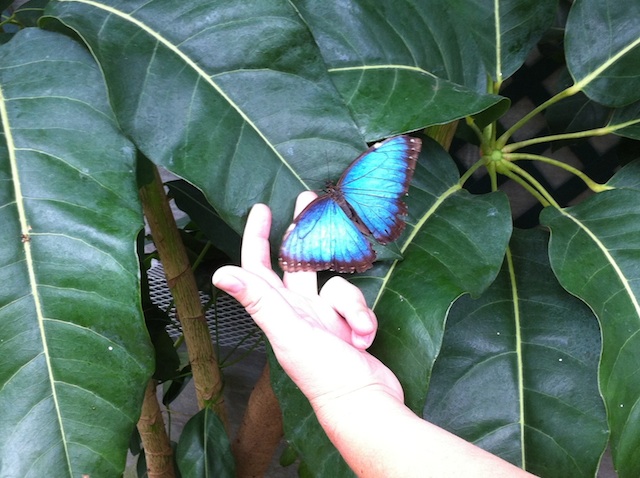 butterfly house