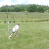 lawn games at wineries