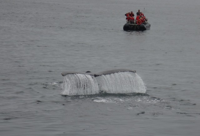 Whale watching alaska