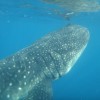 swim with whale sharks