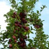 u pick apple orchard