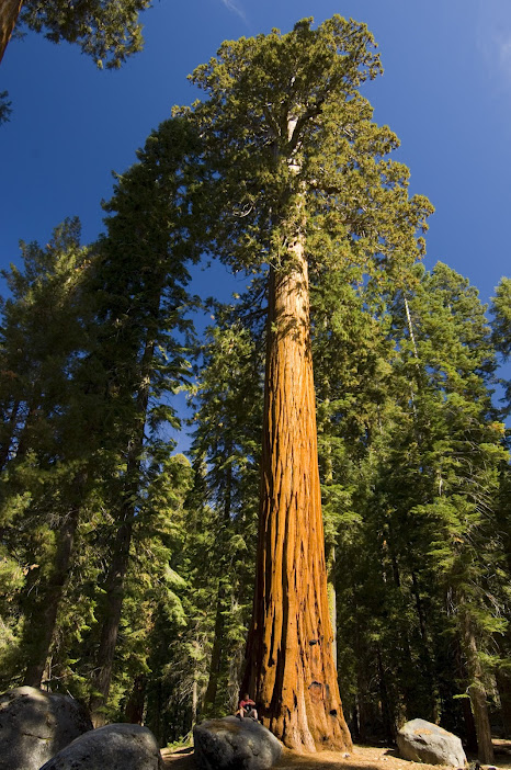 giant-sequoias