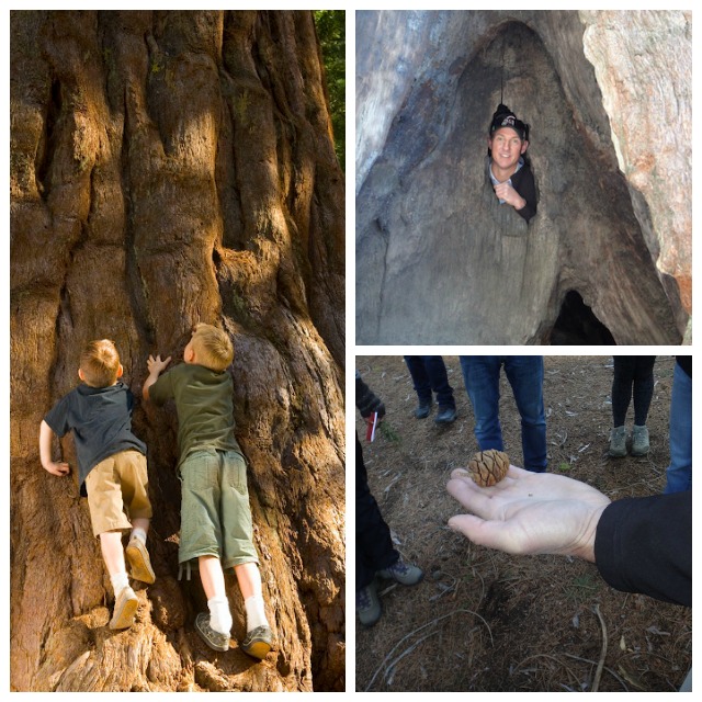 sequoia-sightseeing-tour