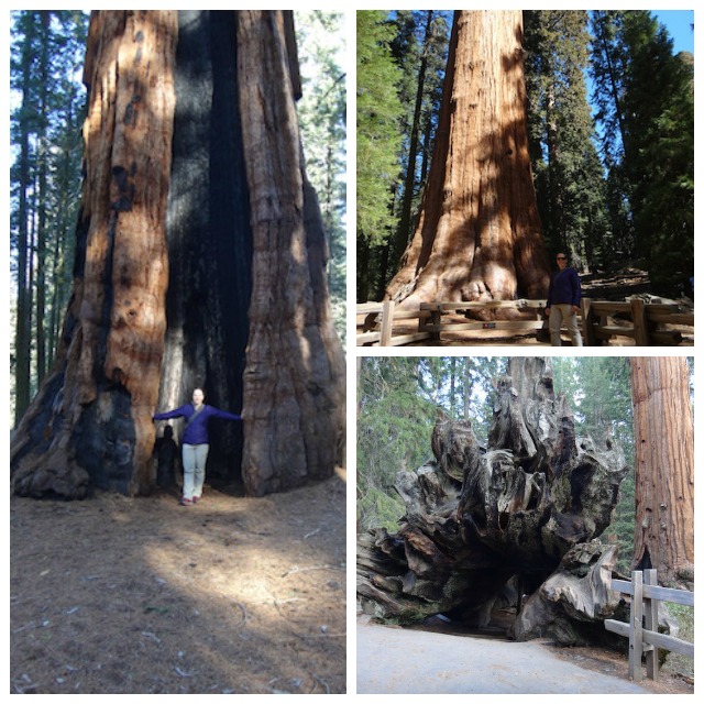 giant-sequoia-trees