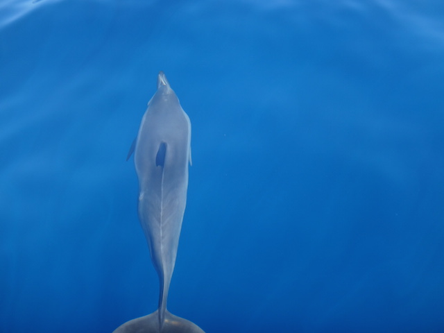 spinner-dolphin