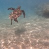 sea-turtle-hanalei