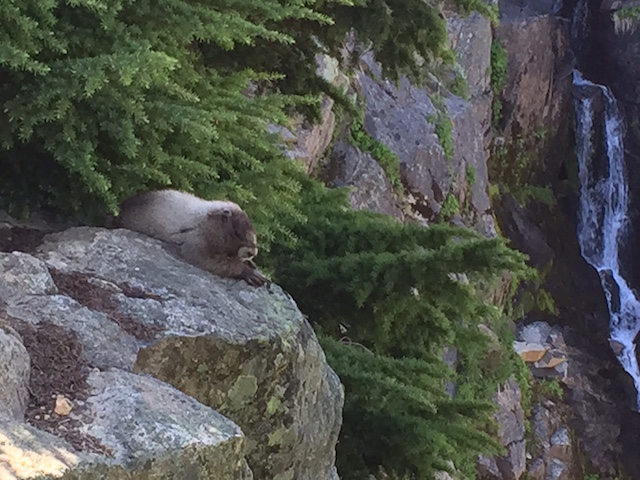 marmots-mount-rainier