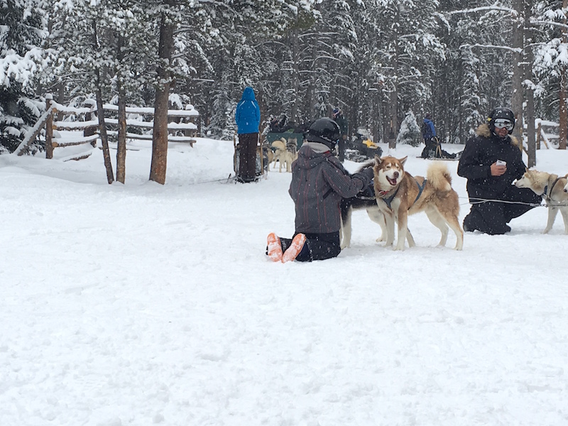 sled-dogs-in-Breck