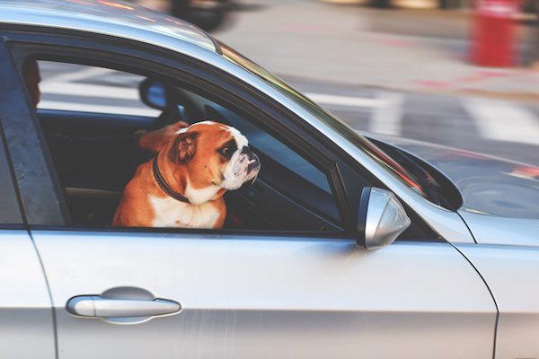 dog-friendly road trip